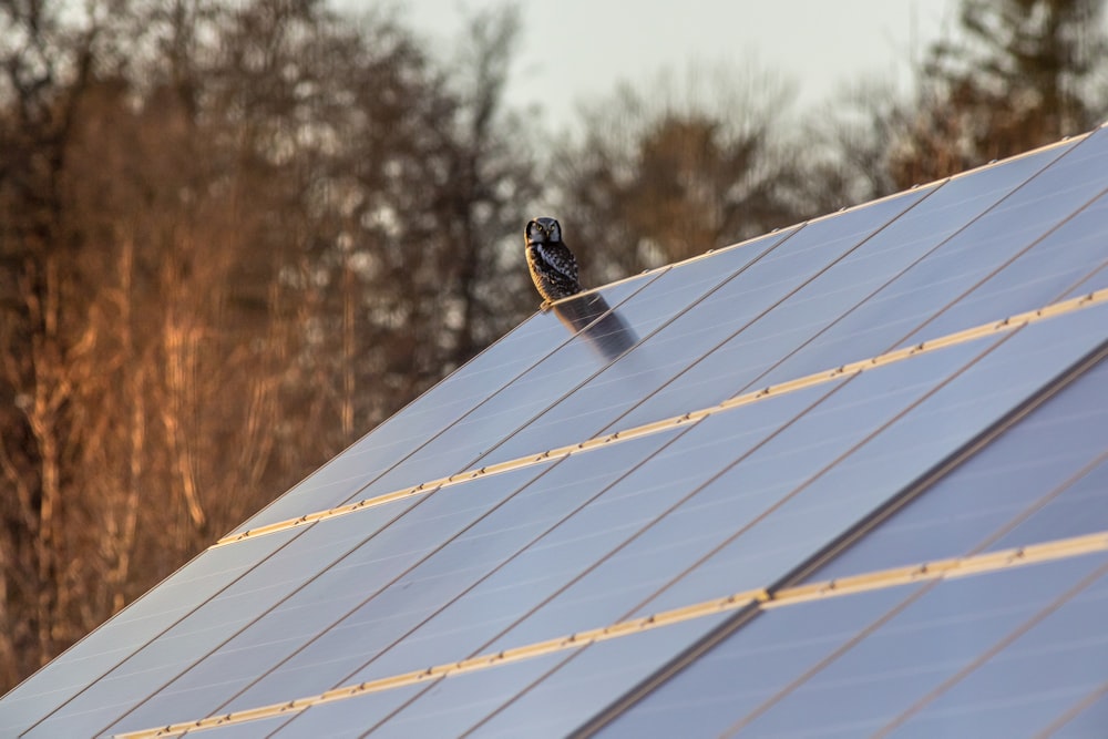 a bird sitting on top of a metal roof