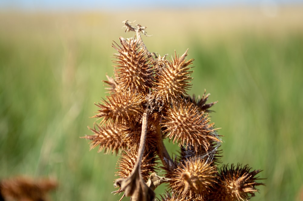 a close up of a plant in a field