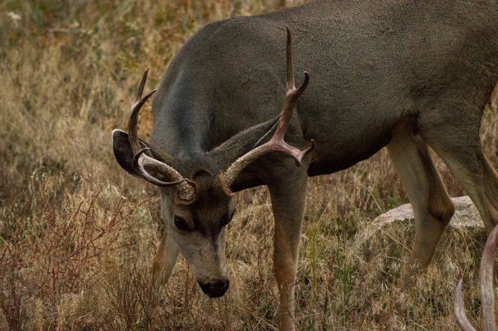 a deer with antlers standing in a field