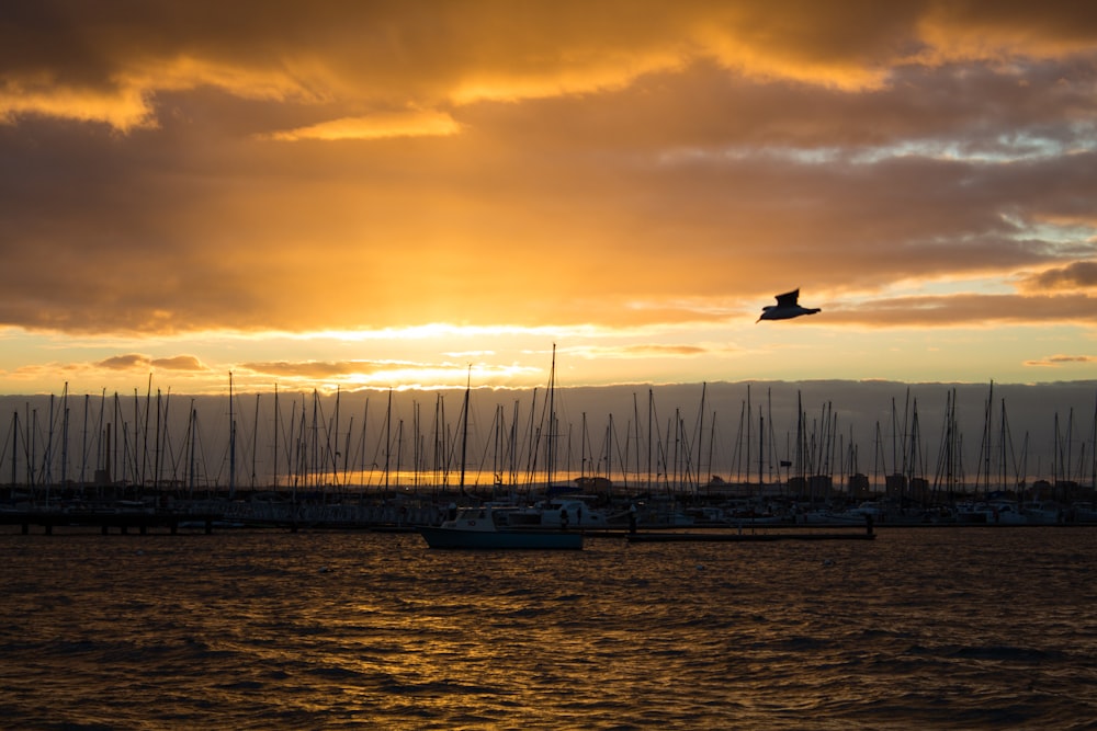 a bird flying over a body of water at sunset