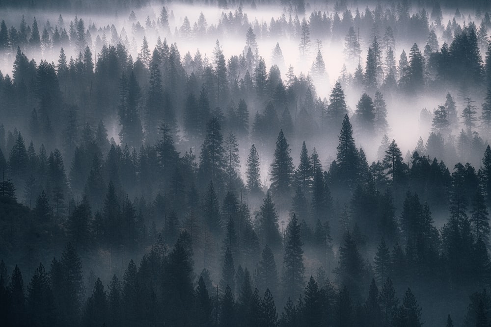 Un bosque lleno de muchos árboles cubiertos de niebla