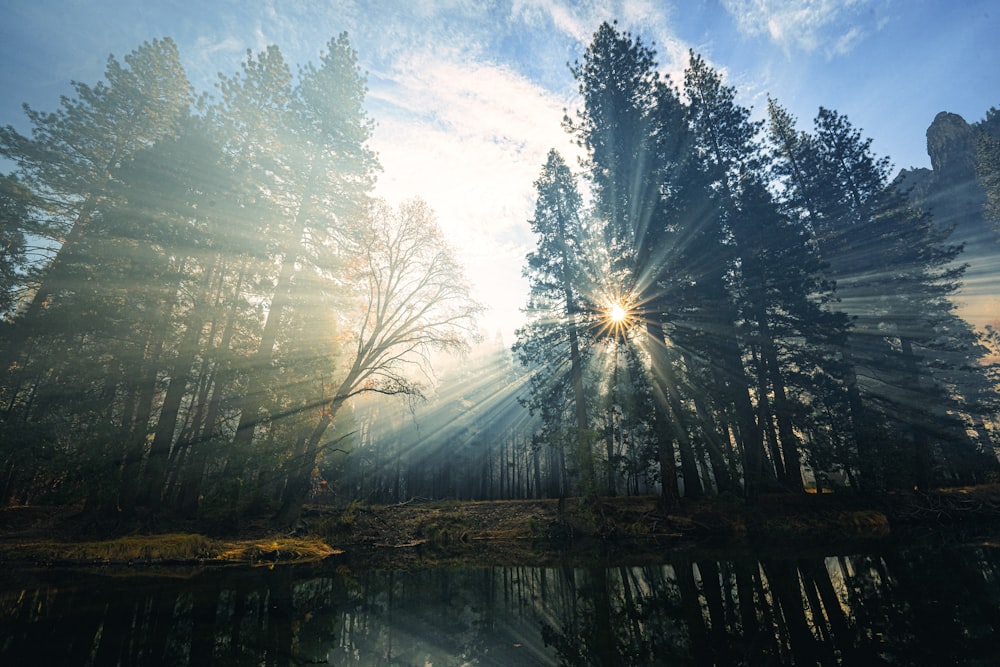 the sun shines through the trees in the forest