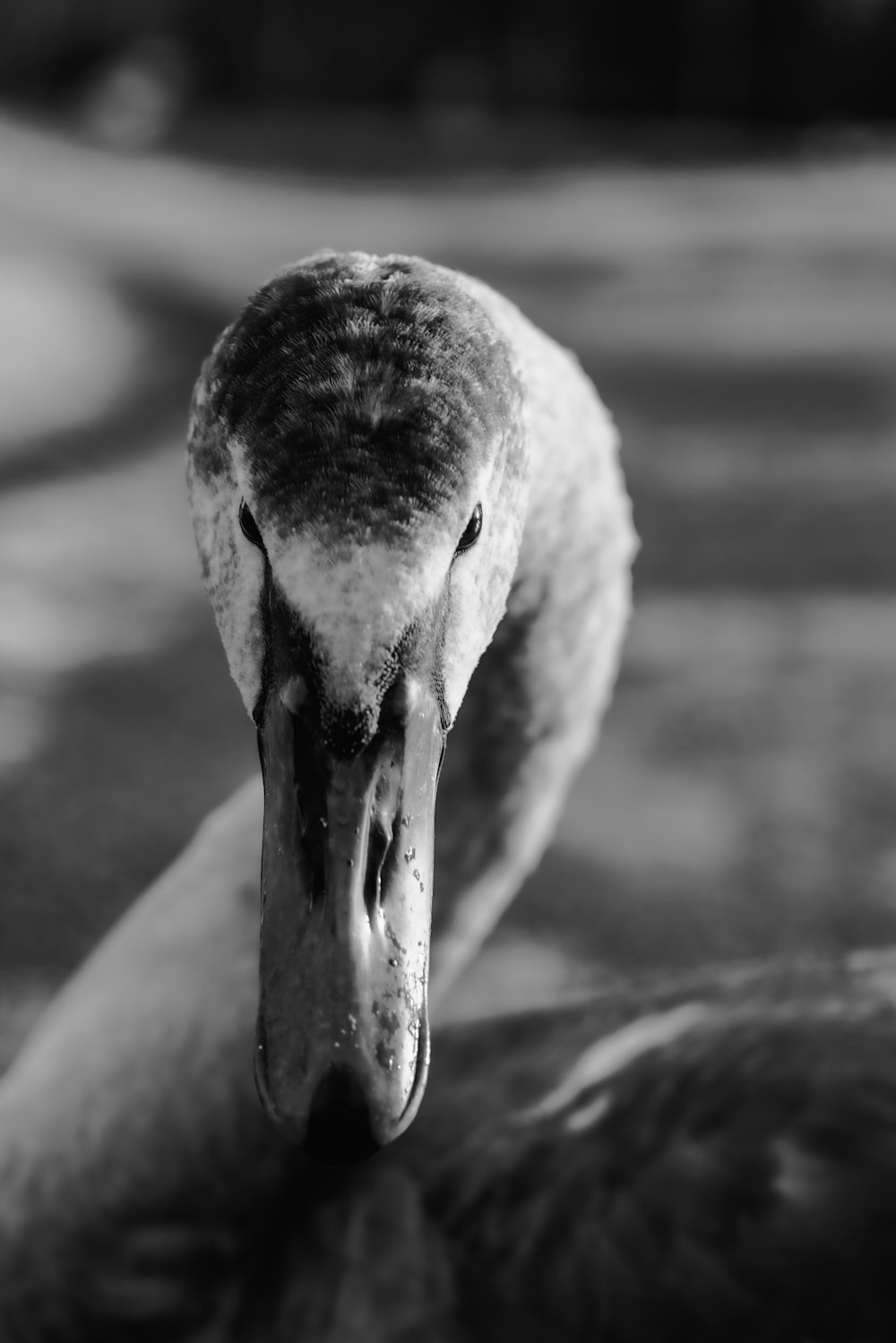 a black and white photo of a duck