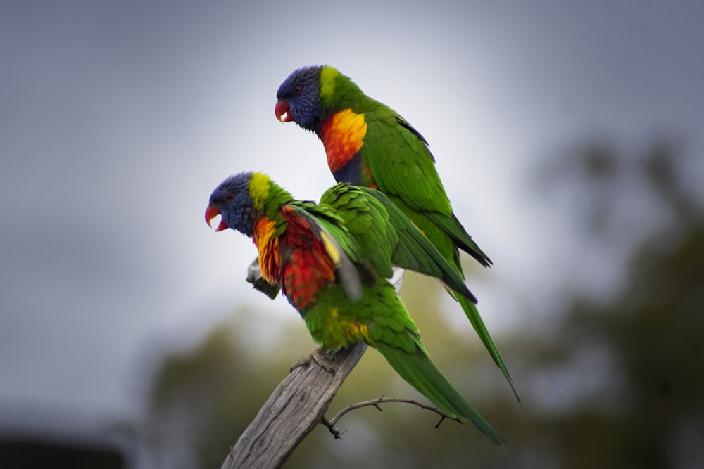 two colorful birds sitting on top of a tree branch