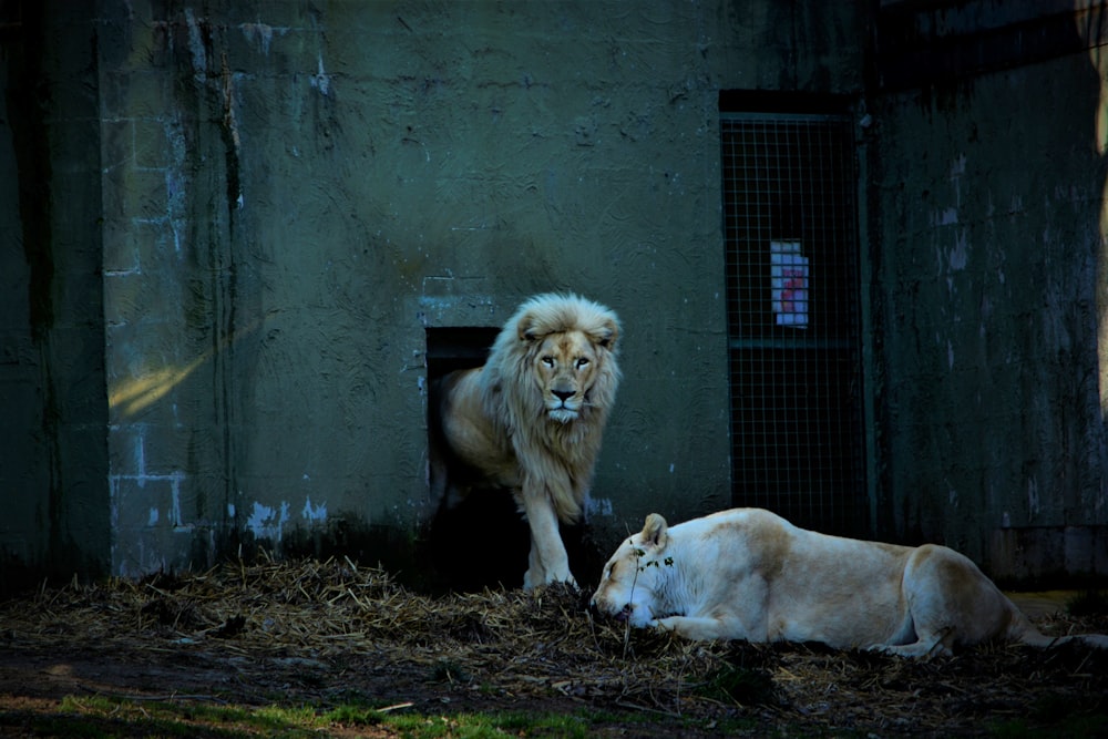 a couple of lions laying on top of a pile of hay