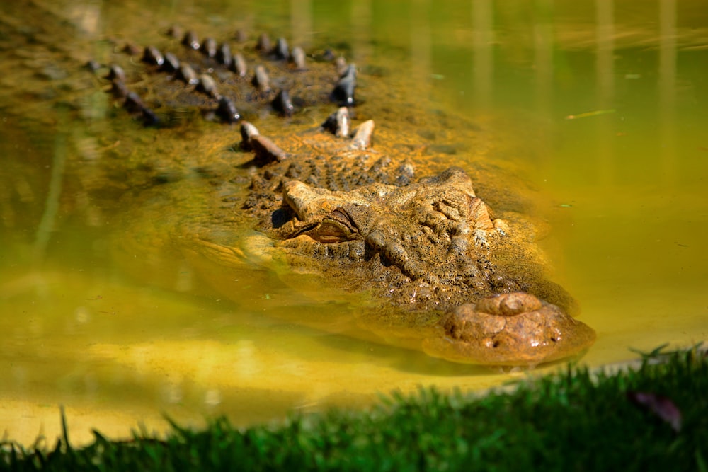 a group of birds sitting on top of an alligator's head