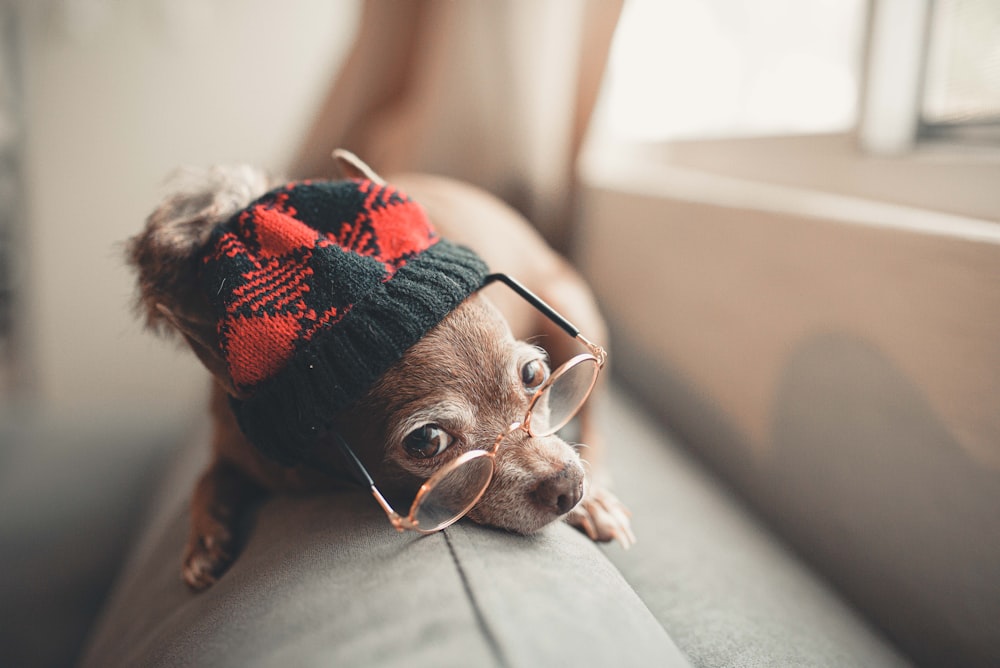 a small dog wearing a hat and glasses