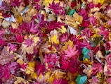 A colorful array of autumn leaves on the ground.