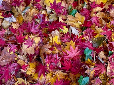 A colorful array of autumn leaves on the ground.