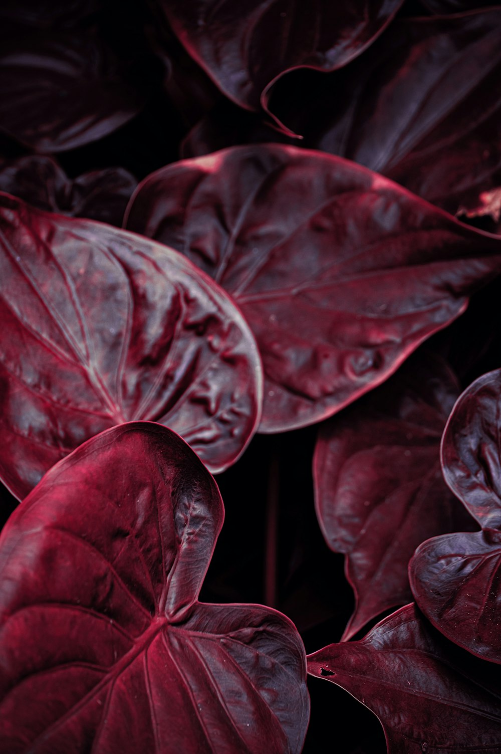 붉은 잎이있는 식물의 클로즈업