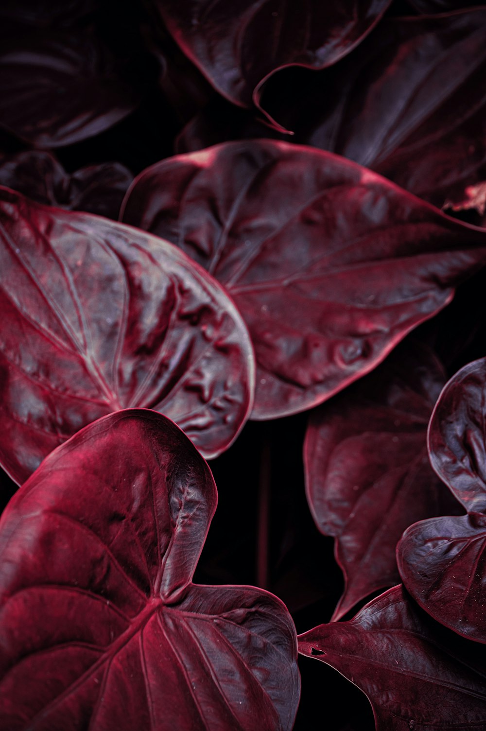 a close up of a plant with red leaves