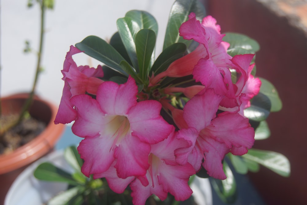 a close up of a pink flower in a pot