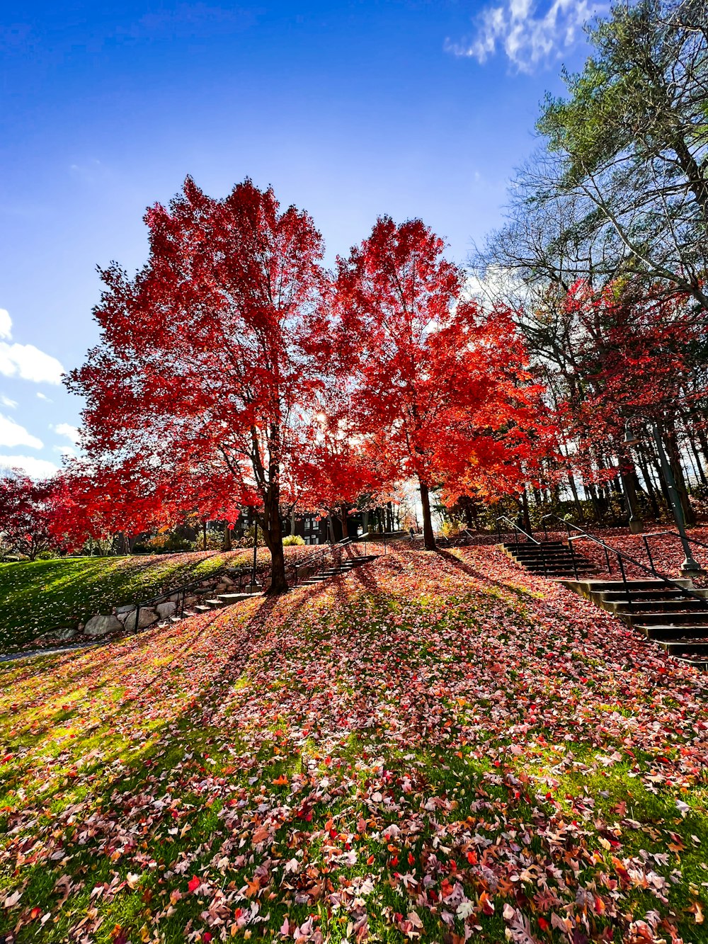 a tree with red leaves on the ground