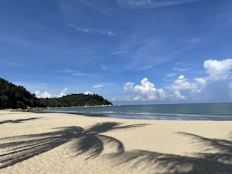 a shadow of a palm tree on a beach