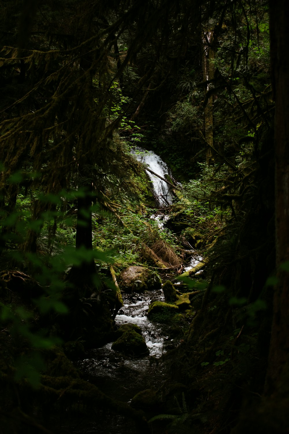 a stream running through a lush green forest