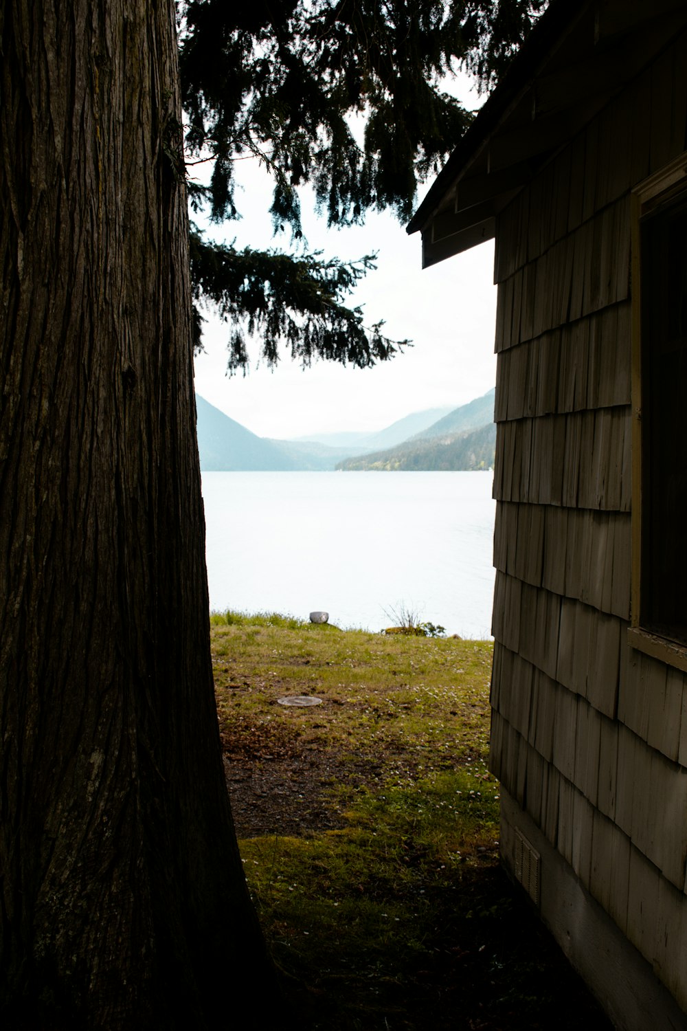 a view of a body of water from behind a tree
