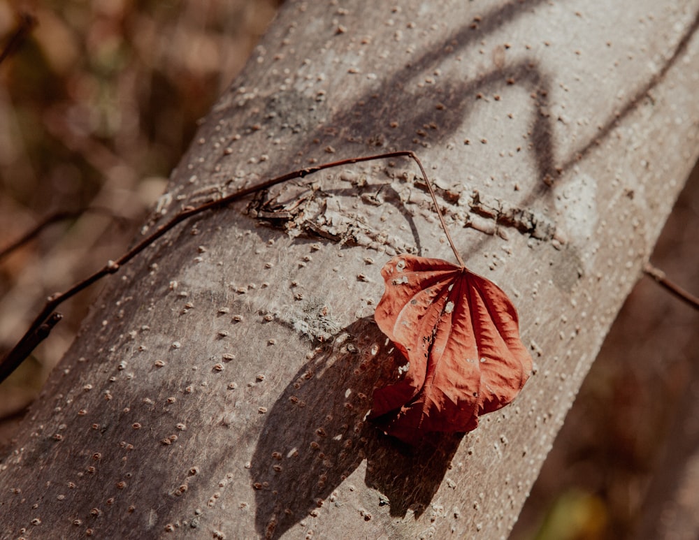 a red leaf is growing on a tree