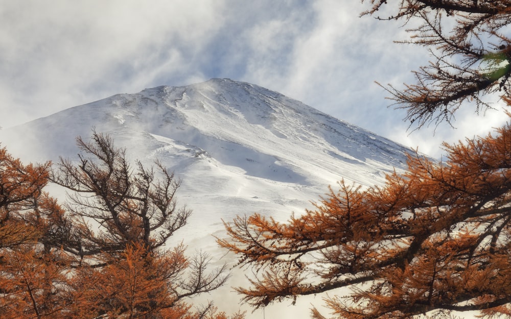 a snow covered mountain surrounded by pine trees