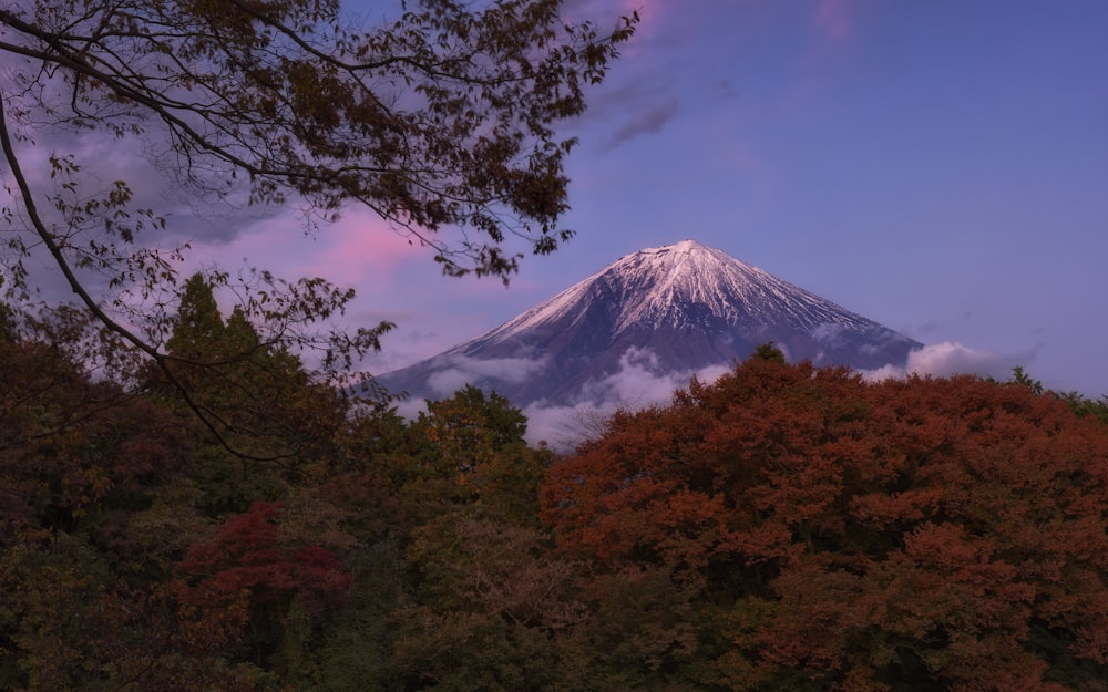 a view of a snow capped mountain through the trees