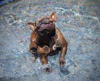 A playful French Bulldog splashing in a shallow pool, showcasing the gentle shampoo effects.