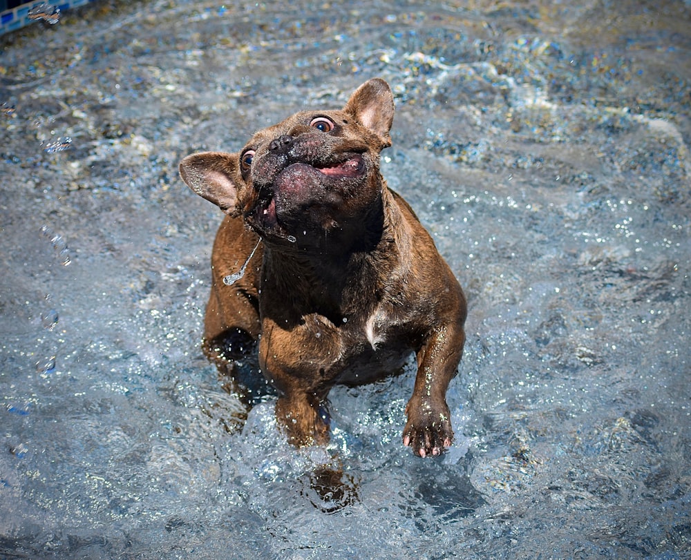 a brown dog standing in a pool of water
