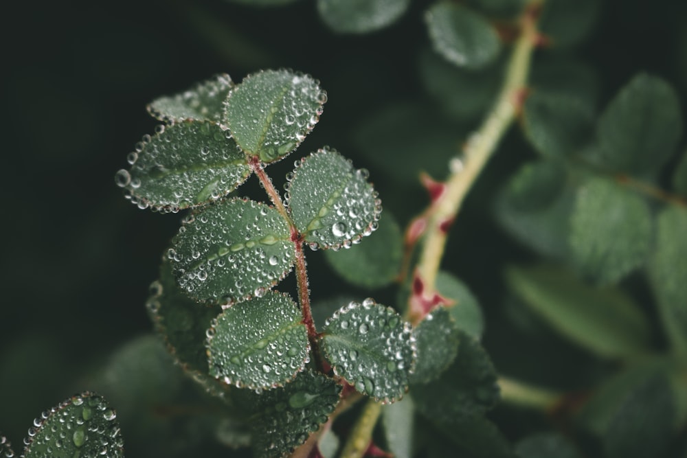 a close up of a leaf with water droplets on it