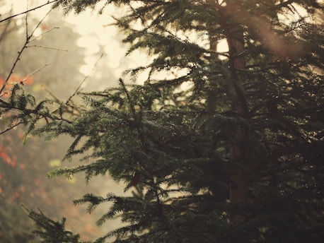 Close-up of a morning sunbeam filtering through pine tree branches with a soft-focus silhouette of a person meditating nearby.
