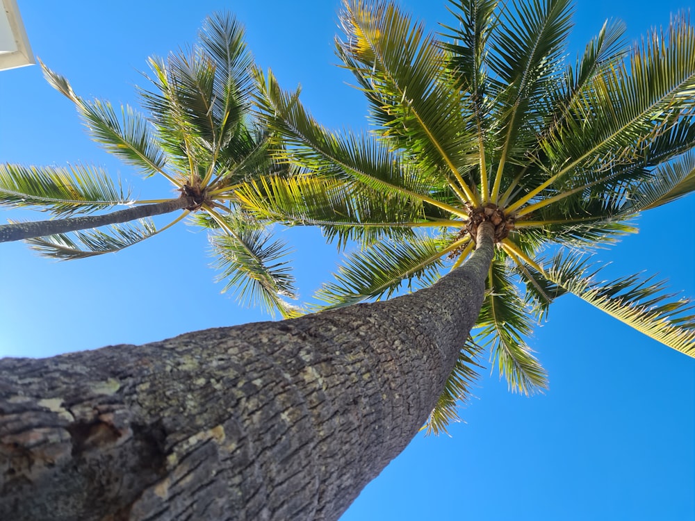 a palm tree with a blue sky in the background