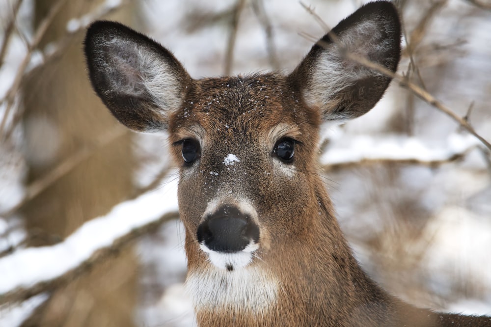 a close up of a deer's face in the snow