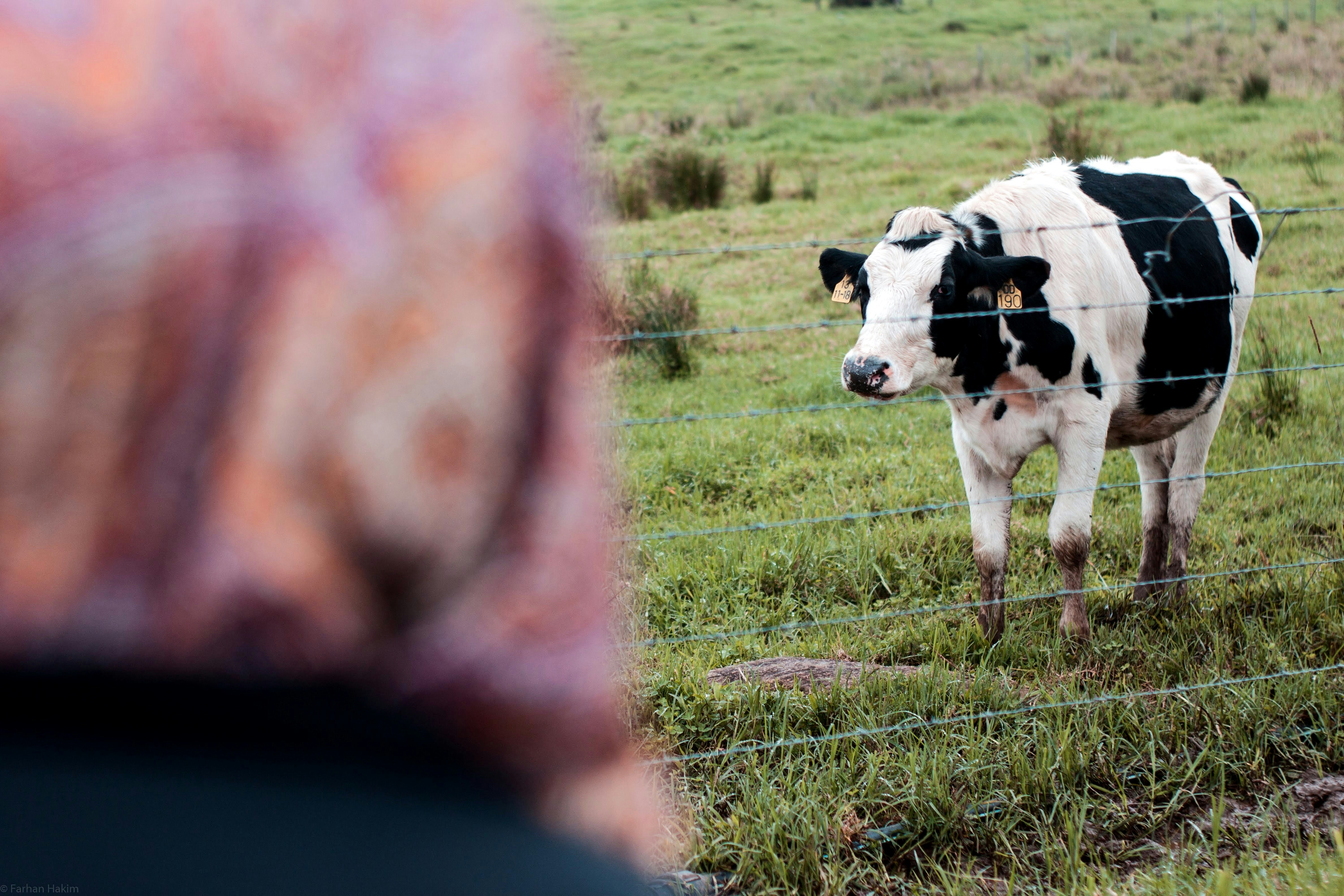 8 Halal Food Ethics Concerns in Modern Farming
