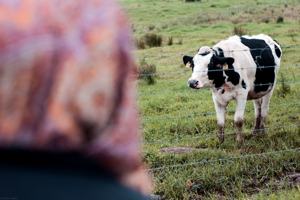 a black and white cow in a field behind a fence