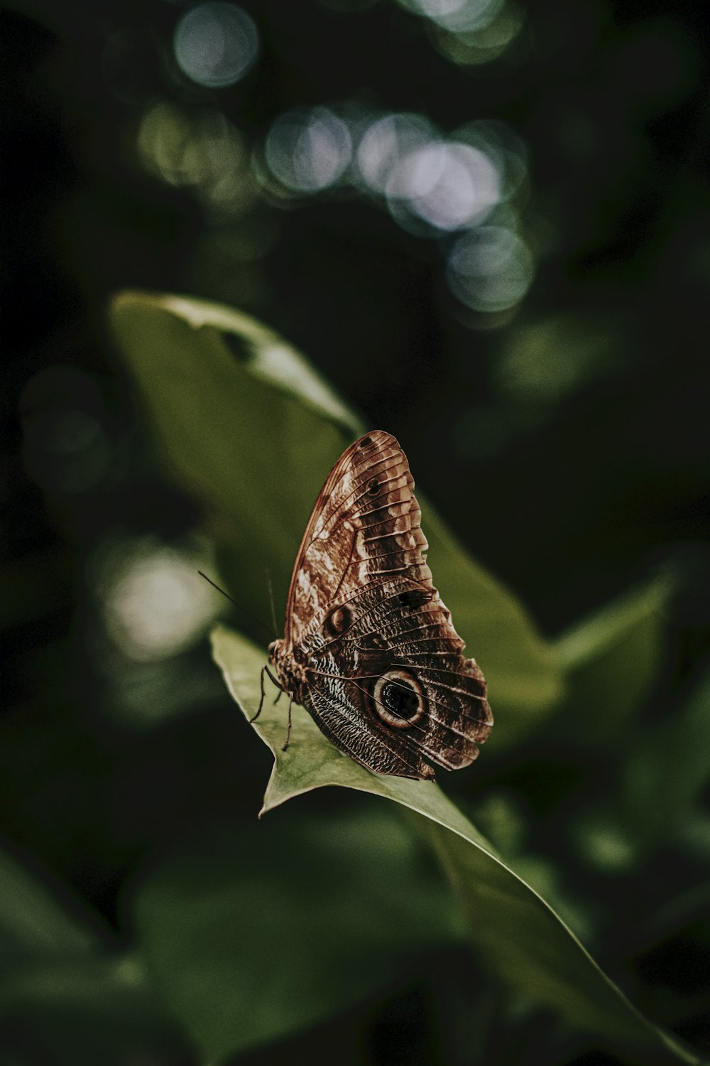 un papillon brun assis au sommet d’une feuille verte