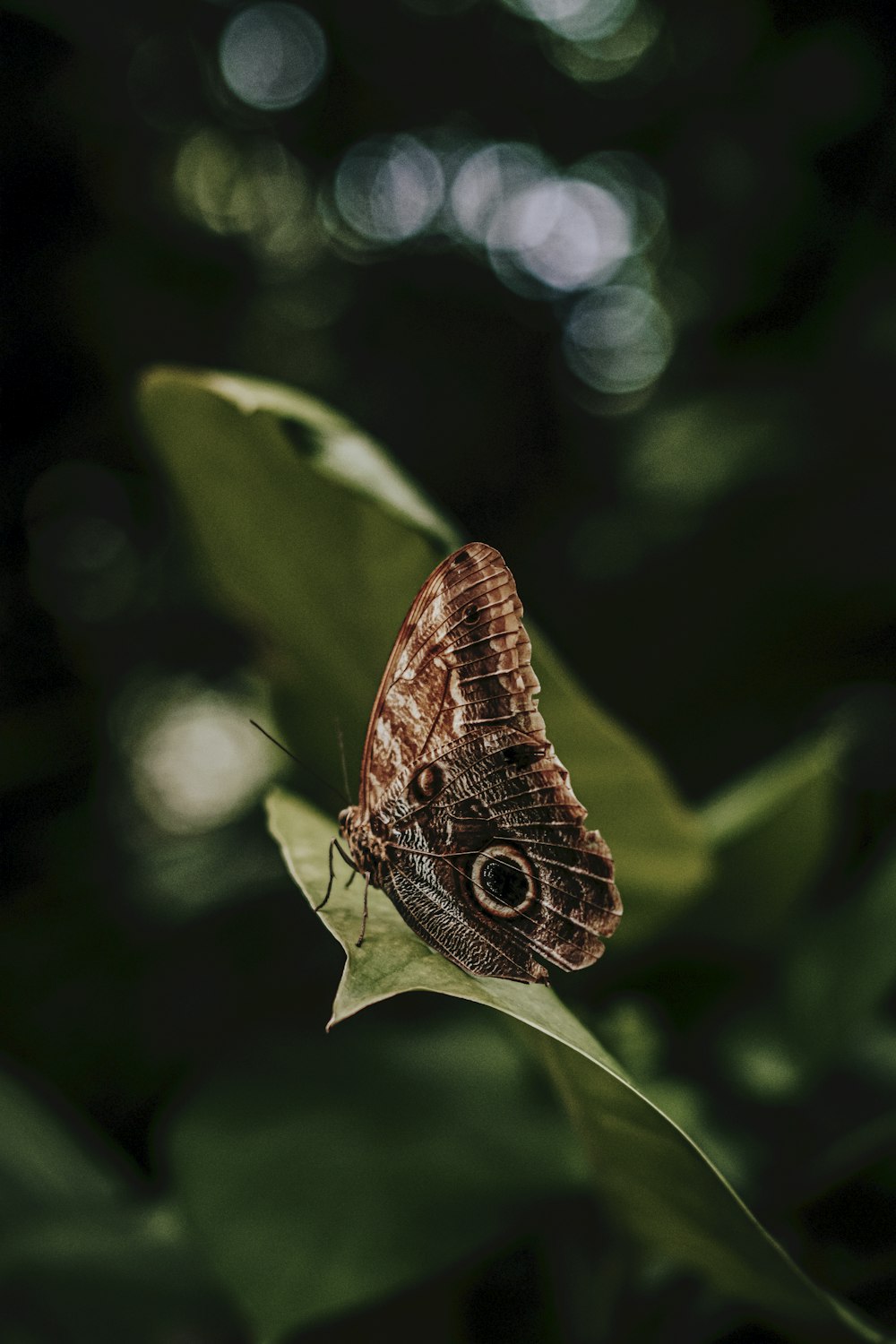 a brown butterfly sitting on top of a green leaf