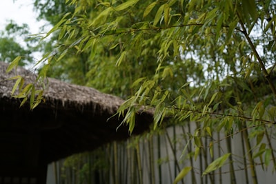 Lush bamboo branches with narrow green leaves fill the foreground, while a thatched roof structure subtly blends into the background. The scene is enveloped by additional green foliage creating a serene, natural setting.