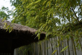 Lush bamboo branches with narrow green leaves fill the foreground, while a thatched roof structure subtly blends into the background. The scene is enveloped by additional green foliage creating a serene, natural setting.