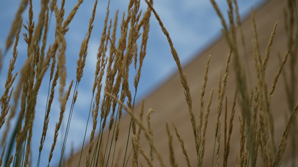 a close up of a bunch of tall grass