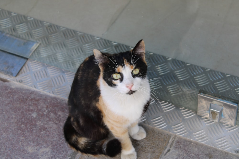 Un gato calicó sentado en una rejilla de metal