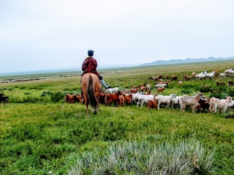 a man on a horse is herding a herd of goats