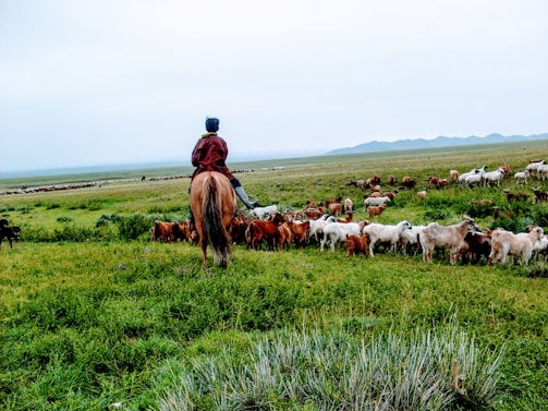 a man on a horse is herding a herd of goats