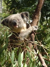 A koala is perched on a tree branch surrounded by green eucalyptus leaves in a forested setting. The koala clings to the branch with its arms and looks directly at the viewer. Its furry grey coat contrasts with the brown bark and lush foliage.