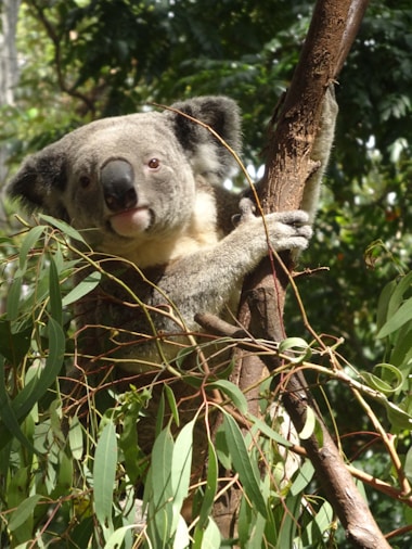 A koala is perched on a tree branch surrounded by green eucalyptus leaves in a forested setting. The koala clings to the branch with its arms and looks directly at the viewer. Its furry grey coat contrasts with the brown bark and lush foliage.