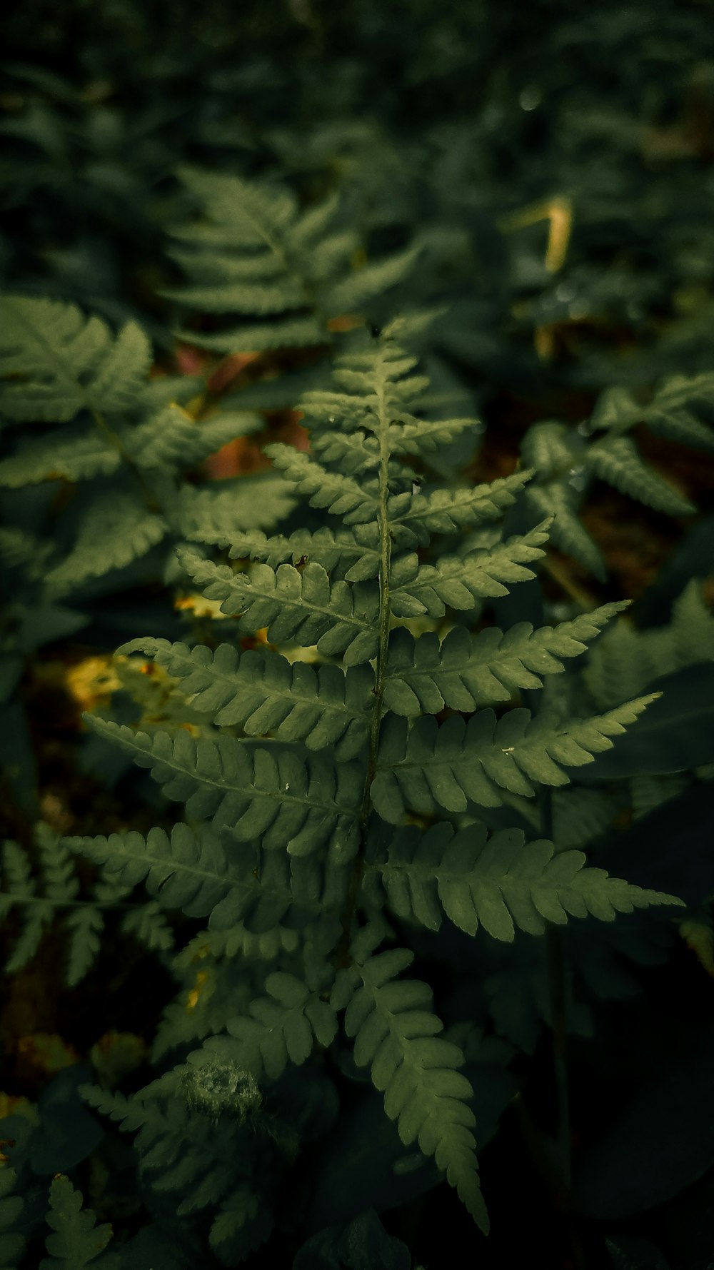 a close up of a fern plant in a forest