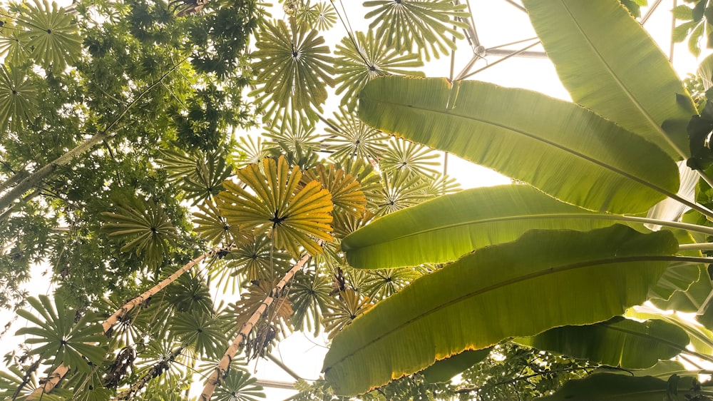 mirando las hojas de un árbol tropical