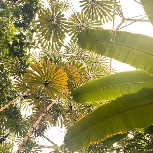 looking up at the leaves of a tropical tree