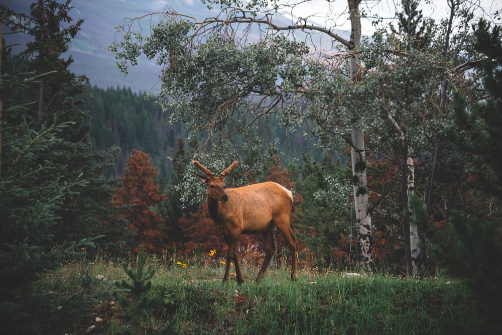 a deer is standing in the middle of a forest