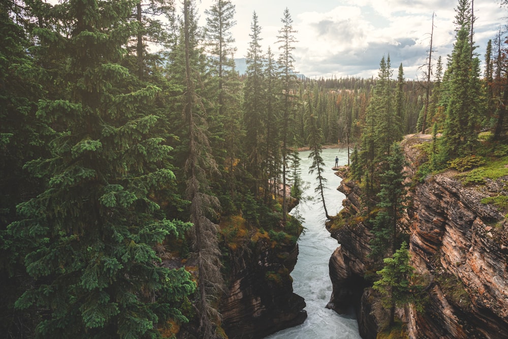 a river flowing through a lush green forest