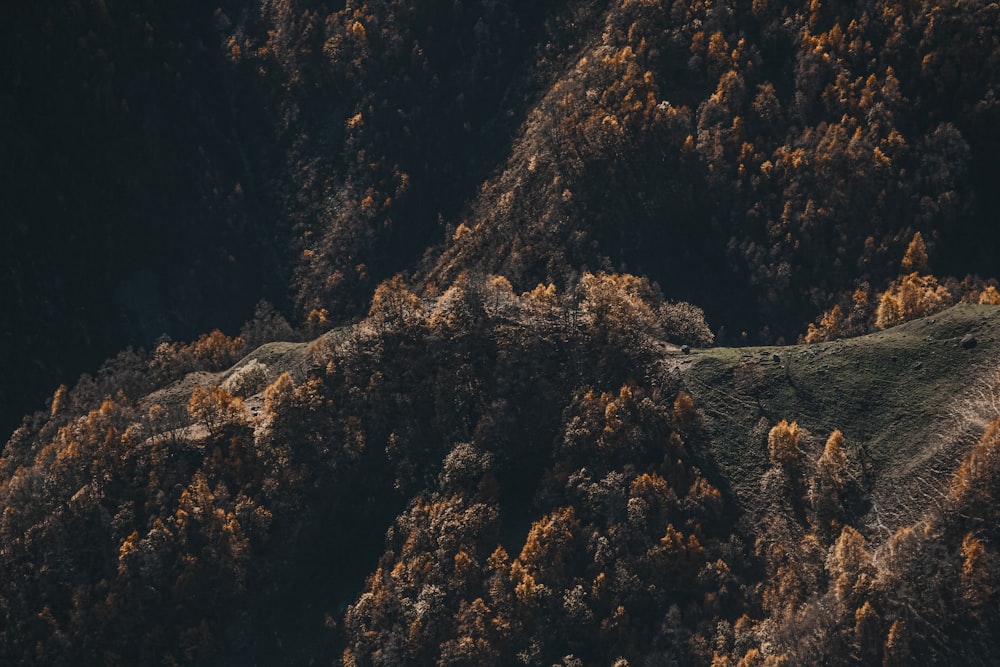 an aerial view of a forest with lots of trees