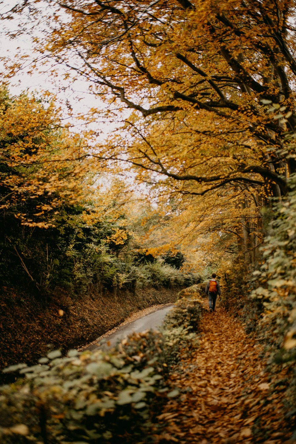 a person walking down a leaf covered road