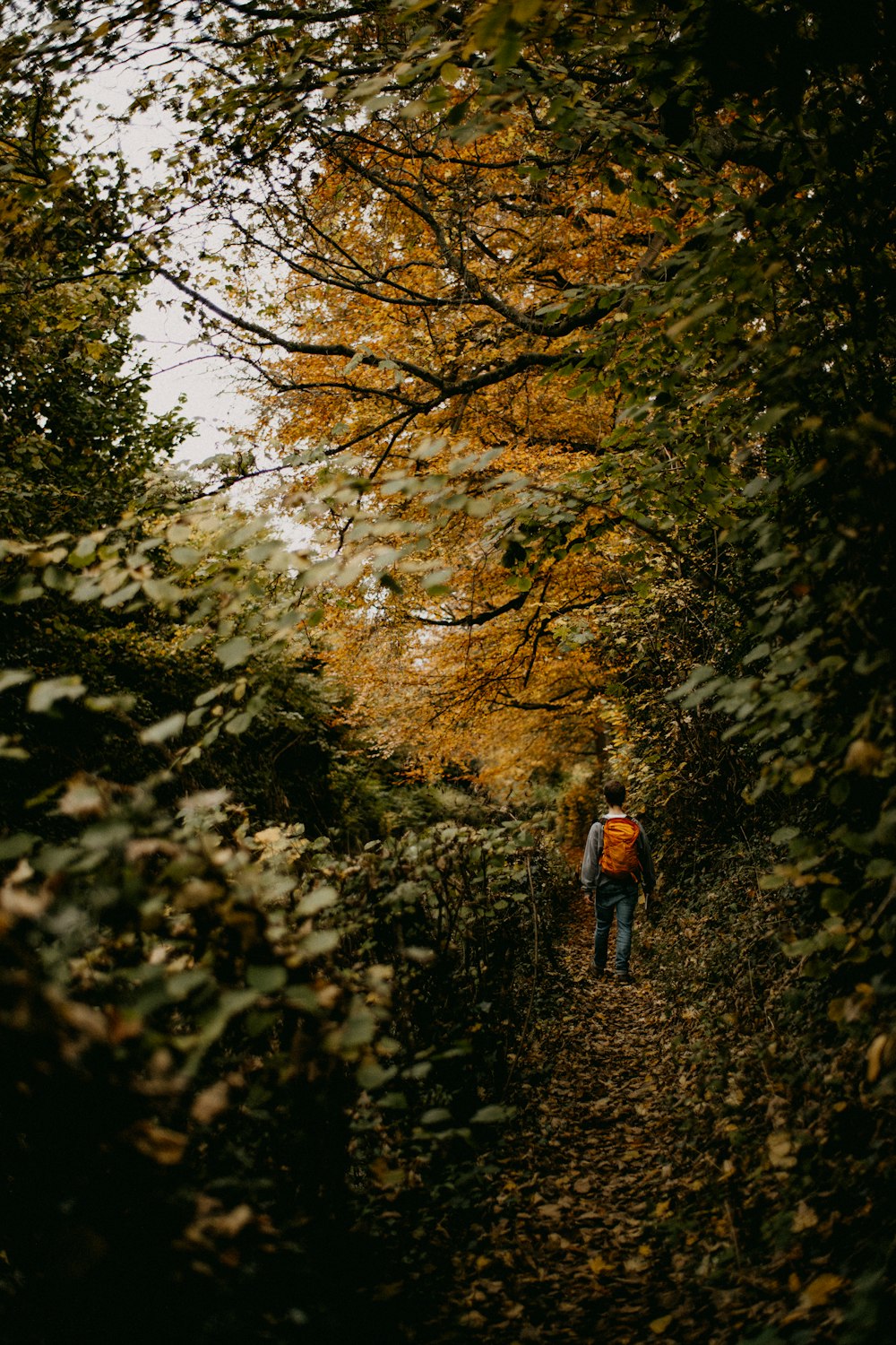 a person walking down a path in the woods