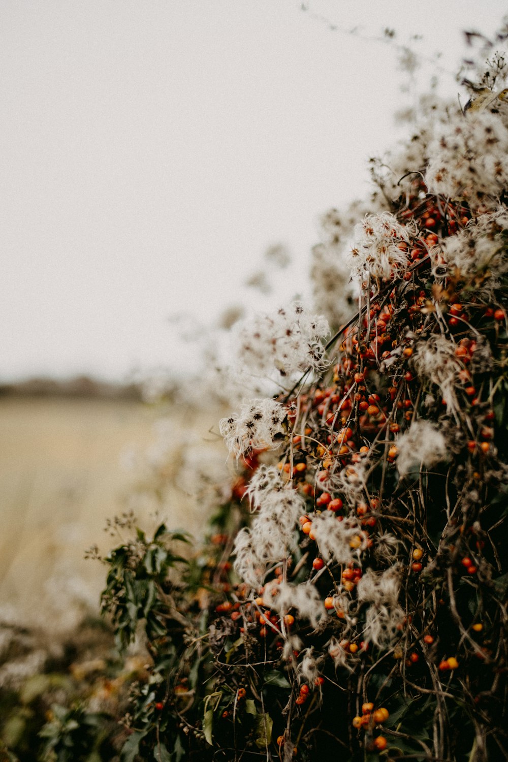 a bunch of flowers that are in the grass